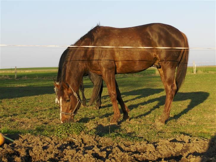 Fuldblod (XX) Le Etalon SOLGT RIP :'( billede 5