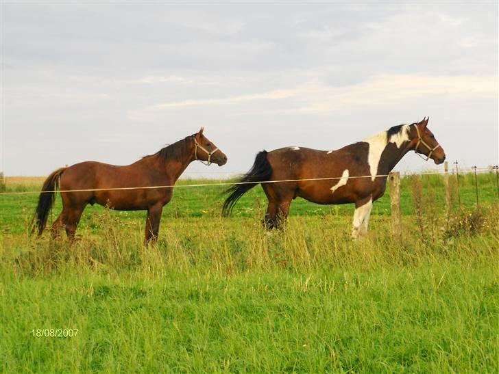 Fuldblod (XX) Le Etalon SOLGT RIP :'( - Mig og Hannibal. billede 6