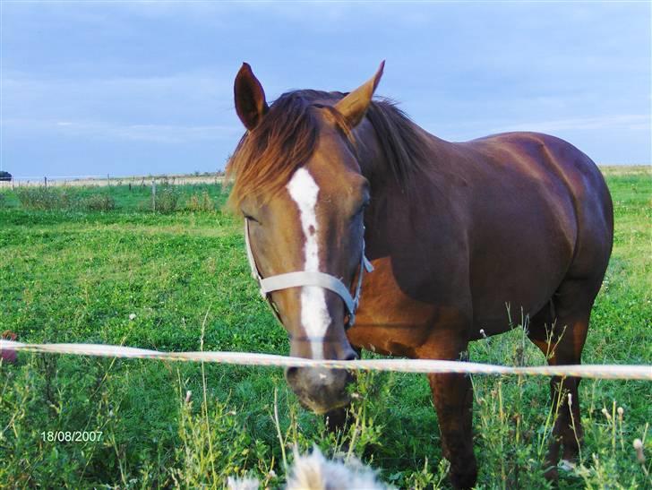 Fuldblod (XX) Le Etalon SOLGT RIP :'( billede 8