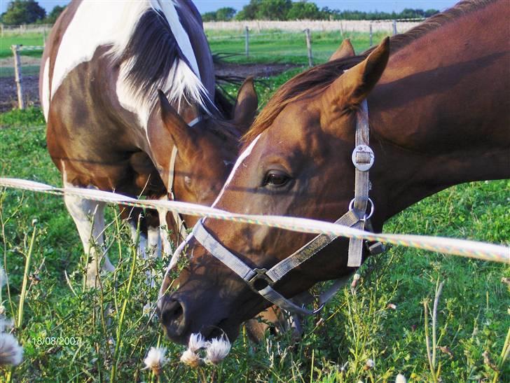 Fuldblod (XX) Le Etalon SOLGT RIP :'( - Vi spiser tidsler. billede 9