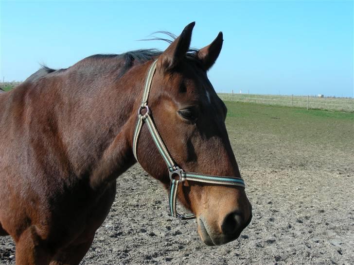 Anden særlig race schamy billede 10