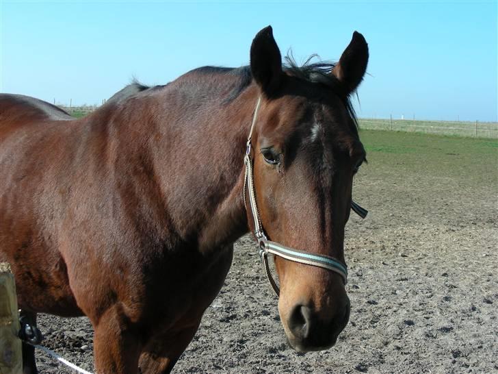 Anden særlig race schamy billede 11