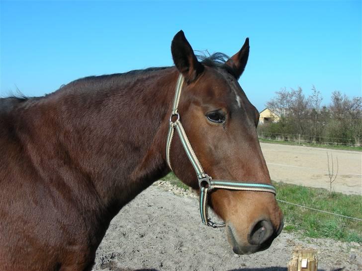 Anden særlig race schamy billede 12