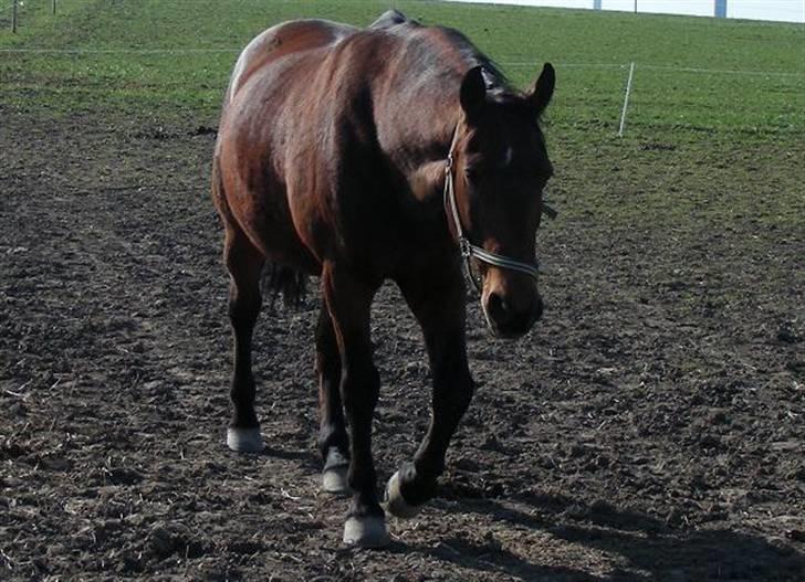 Anden særlig race schamy billede 13