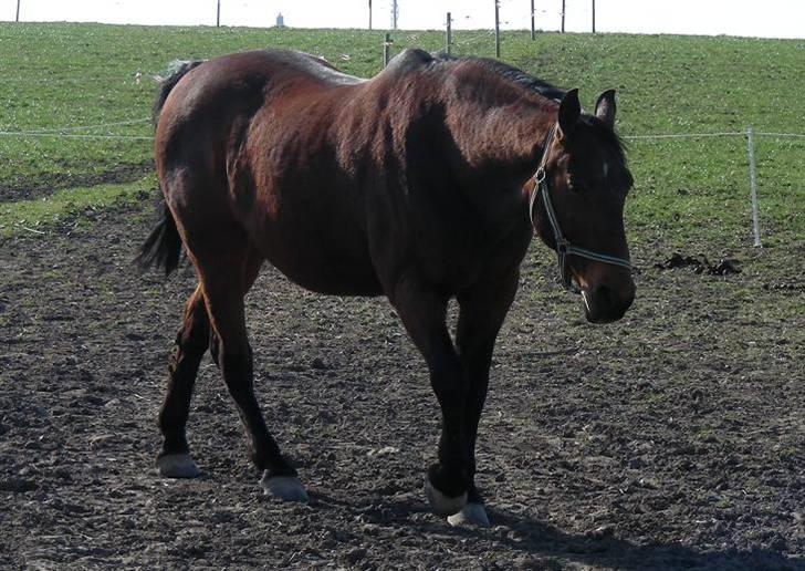 Anden særlig race schamy billede 14