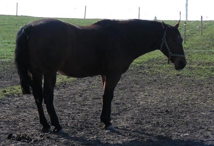 Anden særlig race schamy billede 15