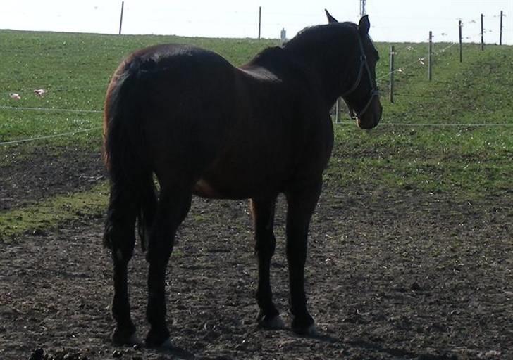 Anden særlig race schamy billede 16