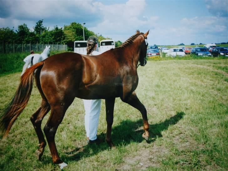 Fuldblod (XX) Le Etalon SOLGT RIP :'( - Dyrskue som 2 års billede 13