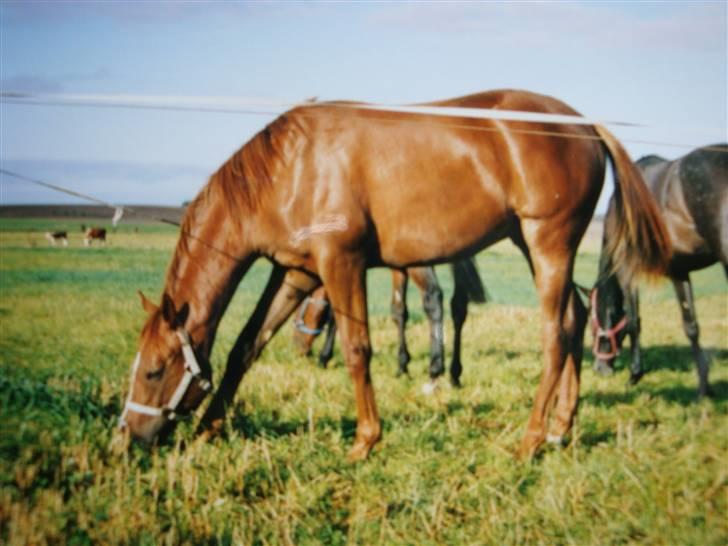 Fuldblod (XX) Le Etalon SOLGT RIP :'( - 1 års.  billede 10