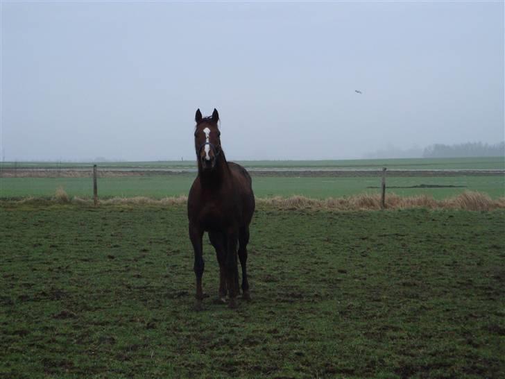 Fuldblod (XX) Le Etalon SOLGT RIP :'( billede 11