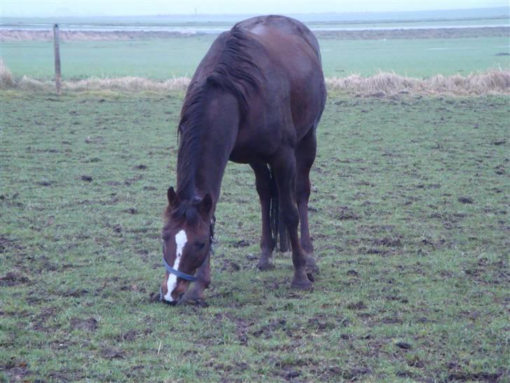 Fuldblod (XX) Le Etalon SOLGT RIP :'( billede 12