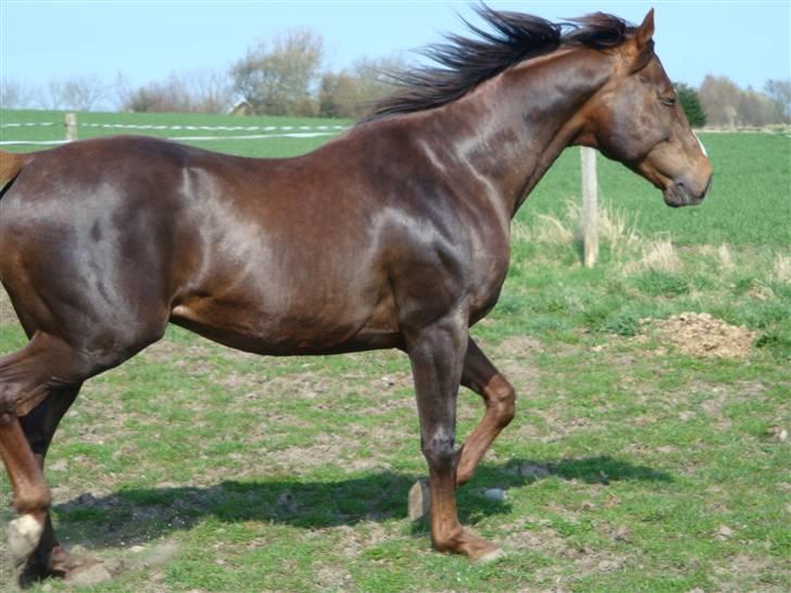 Fuldblod (XX) Le Etalon SOLGT RIP :'( billede 14