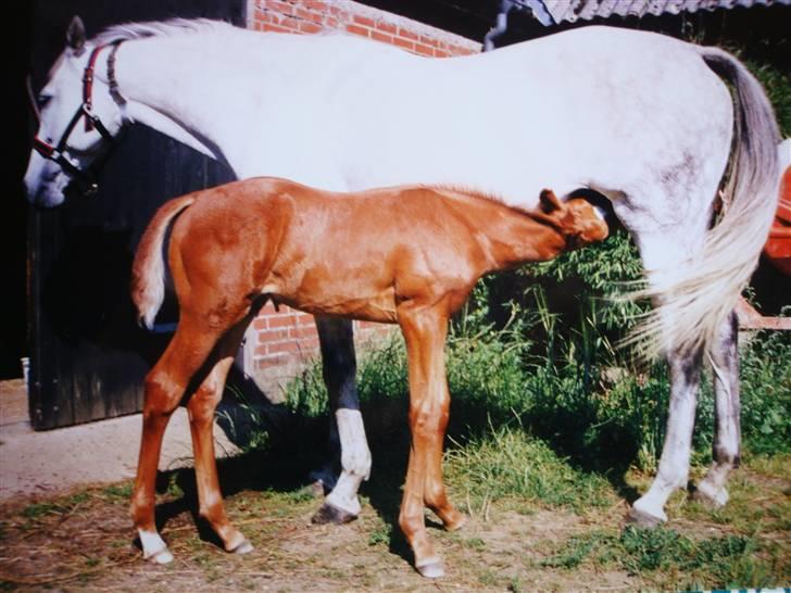 Fuldblod (XX) Le Etalon SOLGT RIP :'( - Min mor og mig billede 4