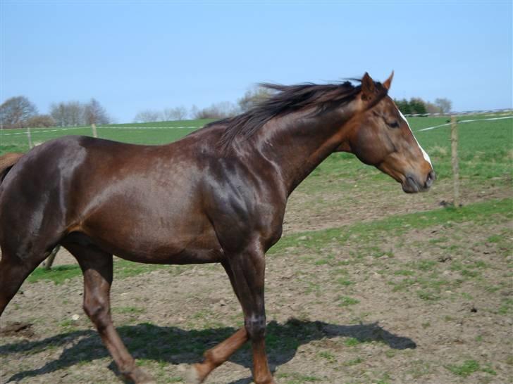 Fuldblod (XX) Le Etalon SOLGT RIP :'( billede 15