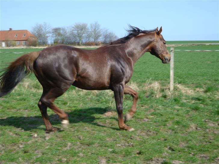 Fuldblod (XX) Le Etalon SOLGT RIP :'( billede 17