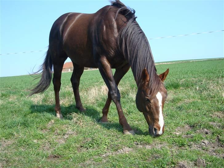 Fuldblod (XX) Le Etalon SOLGT RIP :'( billede 18