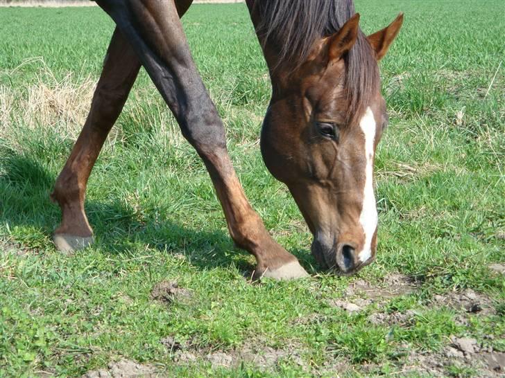 Fuldblod (XX) Le Etalon SOLGT RIP :'( billede 20