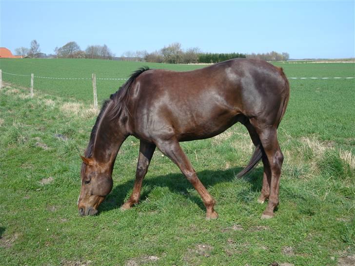 Fuldblod (XX) Le Etalon SOLGT RIP :'( billede 19