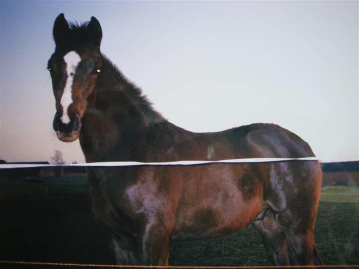 Fuldblod (XX) Le Etalon SOLGT RIP :'( - 1. års i skumringen. billede 7