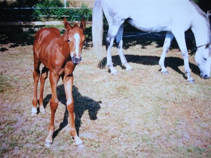 Fuldblod (XX) Le Etalon SOLGT RIP :'( - Hvem er du.  billede 1