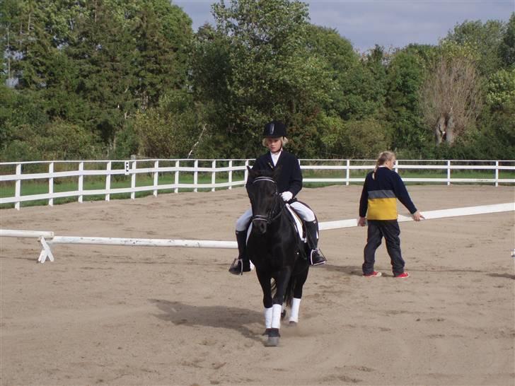 Anden særlig race Valde-solgt..;( - første stævne på ham :) <3333 billede 5