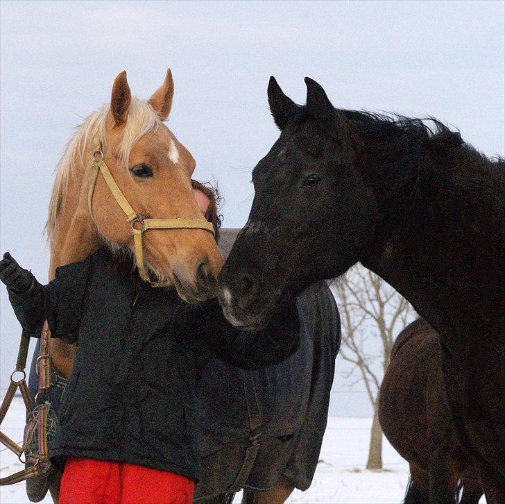 Palomino Guldhyppen Disalica :-I  - Disalica & Madonna :-D. billede 15