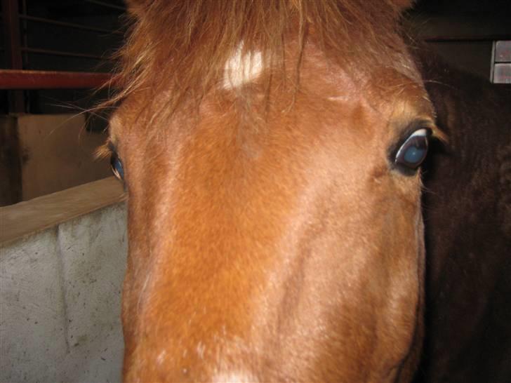 New Forest Pasha SOLGT - palle pien billede 1