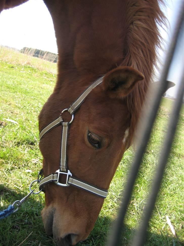 New Forest Pasha SOLGT billede 2