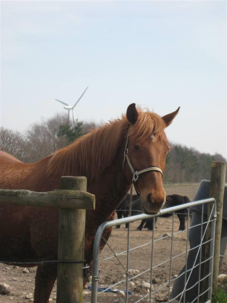 New Forest Pasha SOLGT billede 4