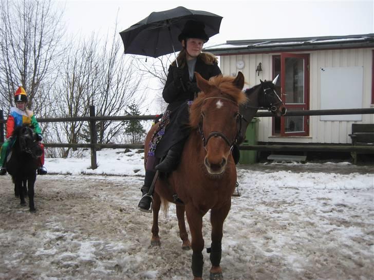 New Forest Pasha SOLGT billede 5