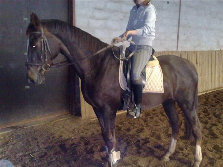 Dansk Varmblod Destiny billede 8