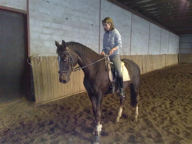 Dansk Varmblod Destiny billede 9