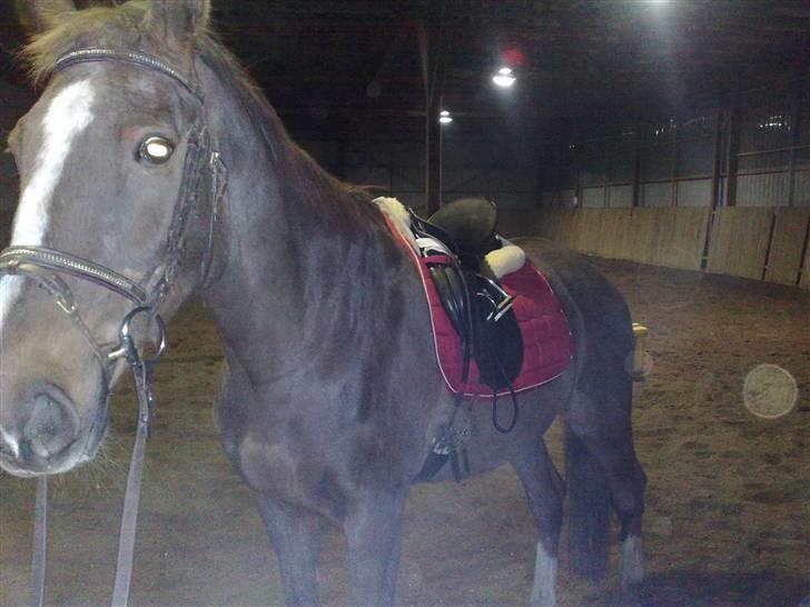 Dansk Varmblod Destiny billede 10