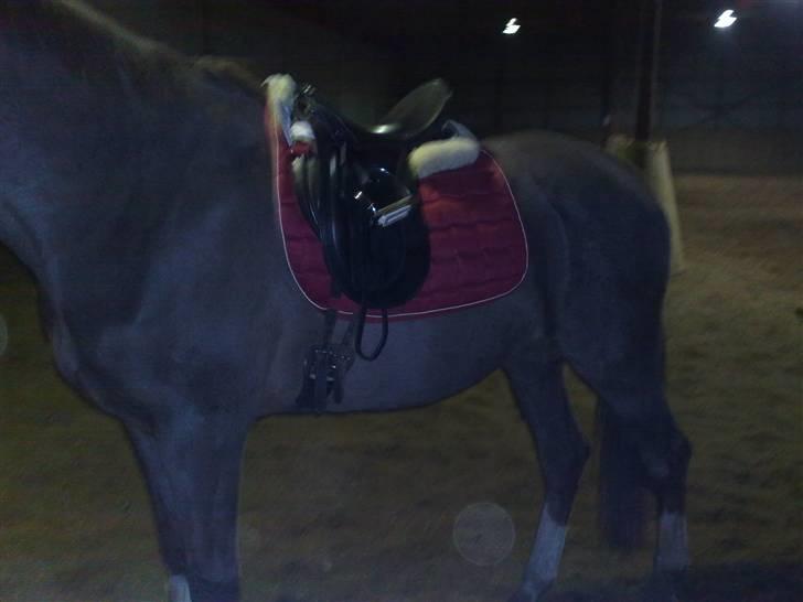 Dansk Varmblod Destiny billede 11