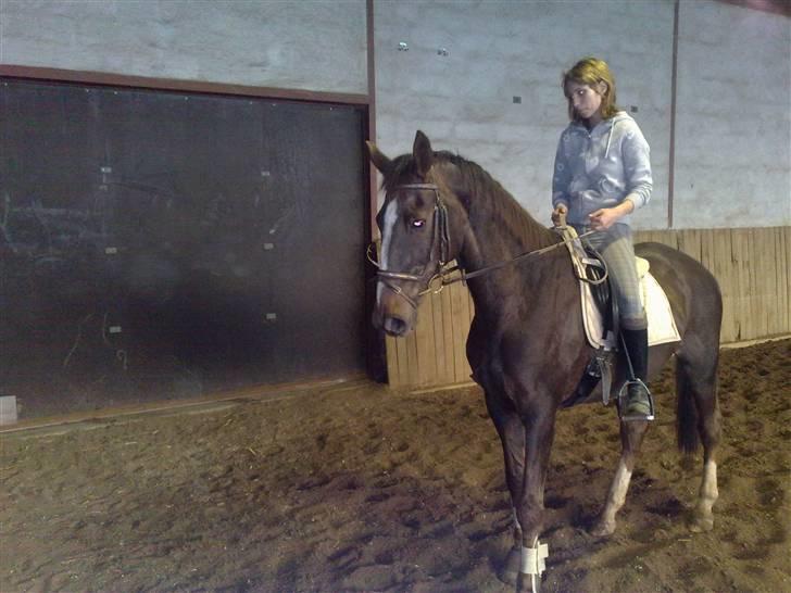 Dansk Varmblod Destiny billede 12