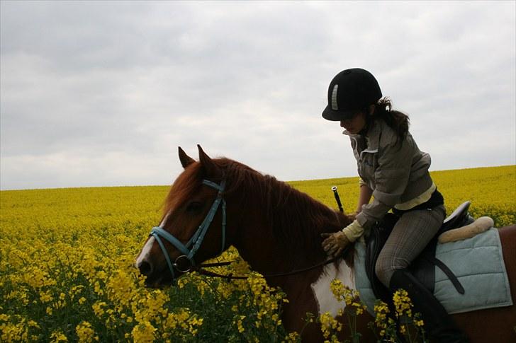 Pinto Polle - polledrengen :D billede 14