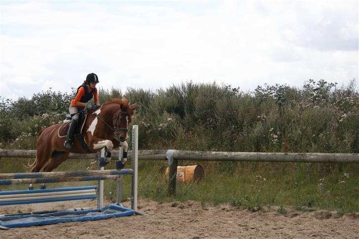 Pinto Polle - <3 90 cm med vandgrav under <3 ;) billede 15