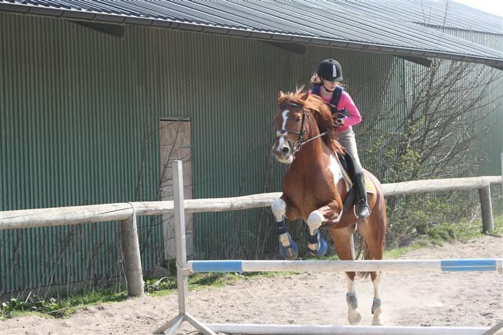 Pinto Polle - <3 billede 16