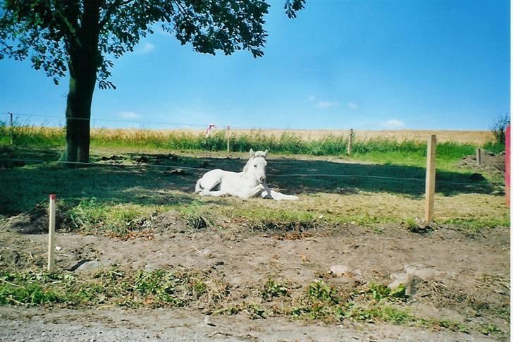 Fjordhest Annabell SOLGT billede 15