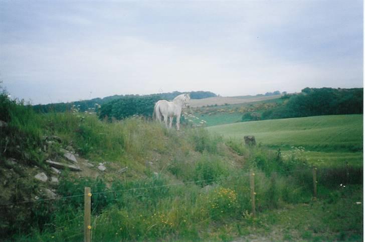 Fjordhest Annabell SOLGT billede 16