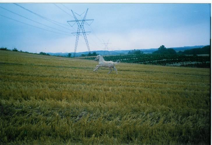 Fjordhest Annabell SOLGT billede 17
