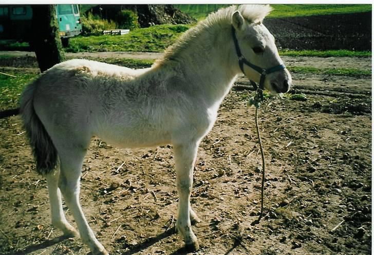 Fjordhest Annabell SOLGT billede 18