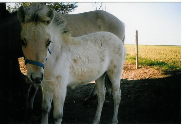 Fjordhest Annabell SOLGT billede 19