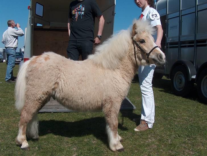 Shetlænder Thor á Holte ***SOLGT*** - Thor på Dortheaslyst som 1 års :) Foto: Signe Bendsen billede 2