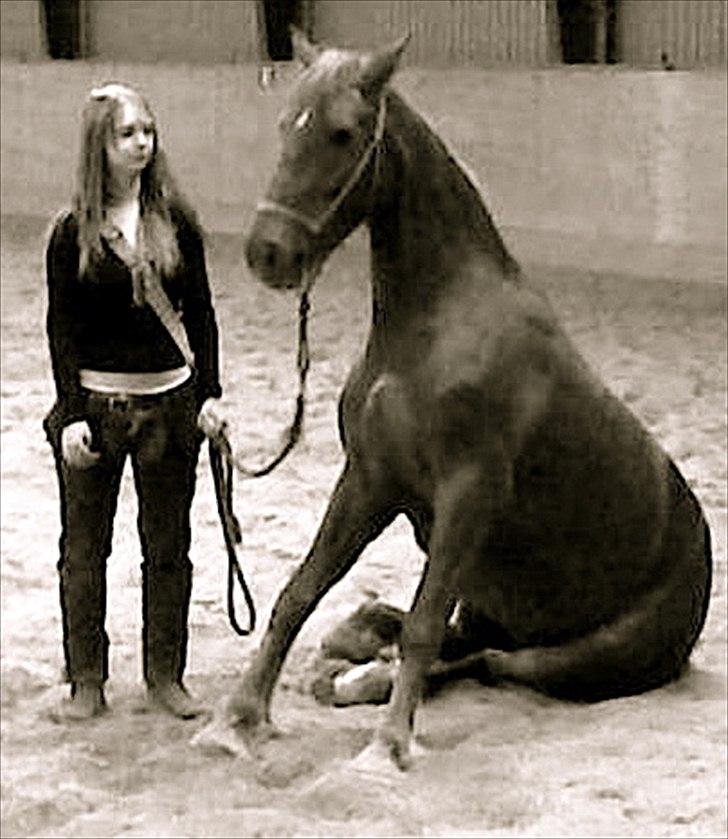 Welsh Cob (sec D) Addyene  - she seated on he big butt :) billede 8