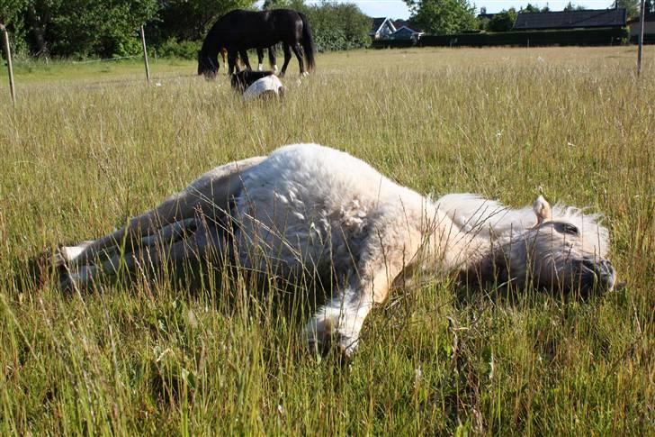Shetlænder Thor á Holte ***SOLGT*** - Thor nyder den varme sommersol xD Foto: Signe Bendsen billede 6