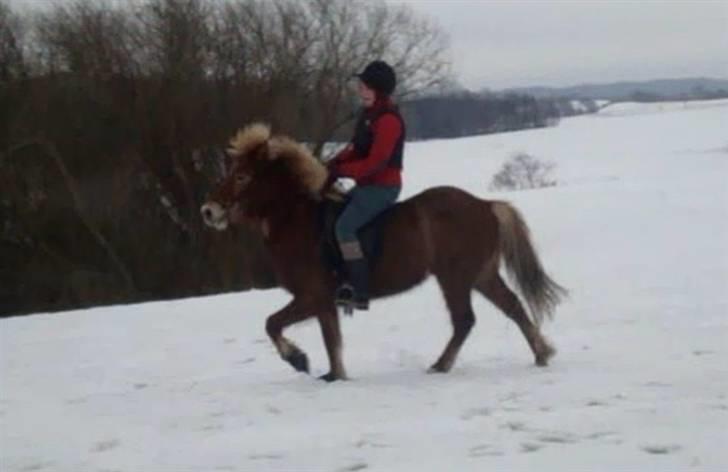 Islænder Glaðnir Fra Sentved - 11* Så er vi kommet igang med tølten ( FØRSTE GANG I RIGTIG TØLT ) Undskyld min underlige måde at sidde på . det bliver bedre ;D billede 11