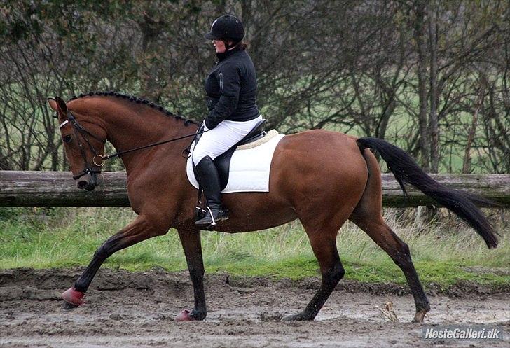 Dansk Varmblod Kibgårdens Sancett Light -solgt:( billede 15