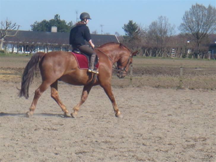 Oldenborg Rubin Star R.i.P :( - trav øgning ( ik lige den bedste men han er sindsyg tung og så er der ingen  som rigtig rider dressur på ham billede 11