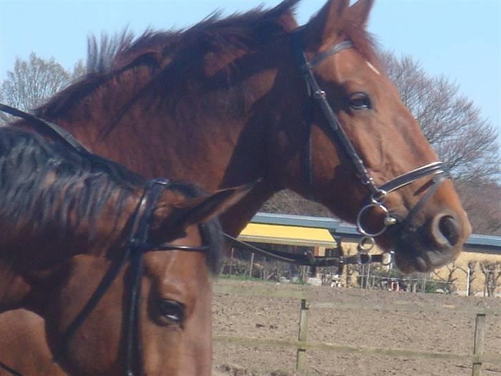 Oldenborg Rubin Star R.i.P :( - foto enten  cecilie eller millo )  billede 14